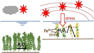 Hydrogen Peroxide Variation Patterns as Abiotic Stress Responses of Egeria densa